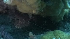Lotella rhacina