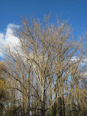 Populus × canadensis