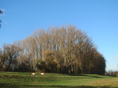Populus × canadensis