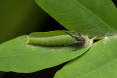Polyura hebe