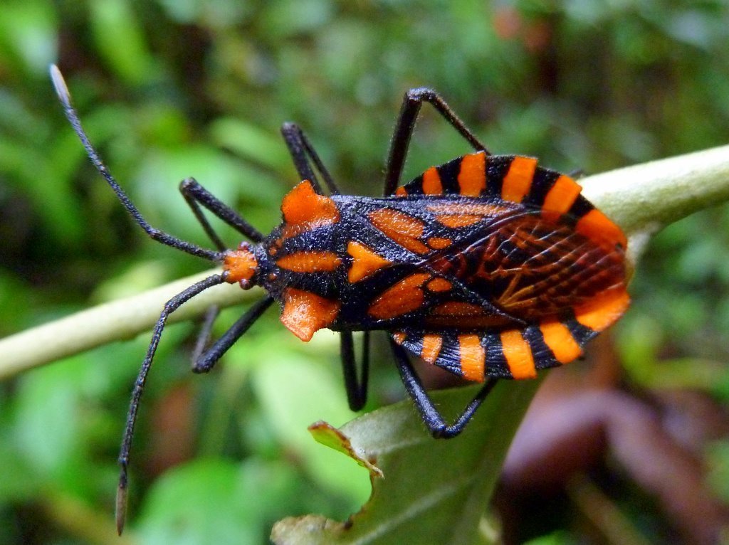 Spartocera pantomima
