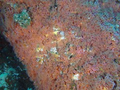 Corynactis australis