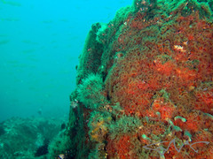 Corynactis australis