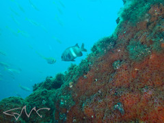 Corynactis australis