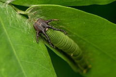 Polyura hebe