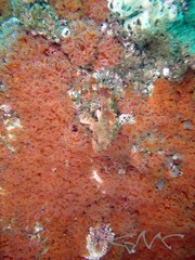 Corynactis australis