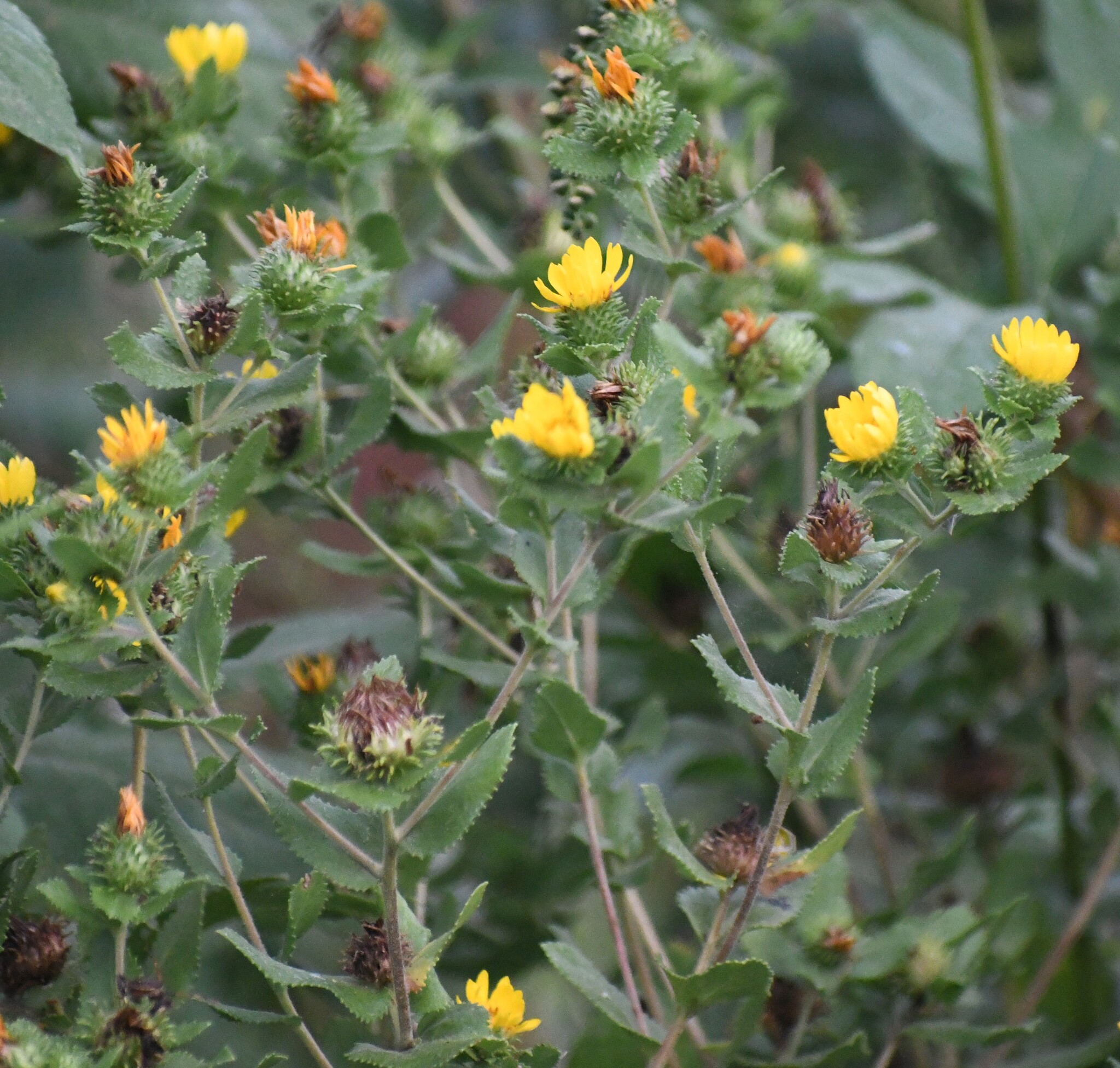 Lonestar Gumweed (Grindelia adenodonta)