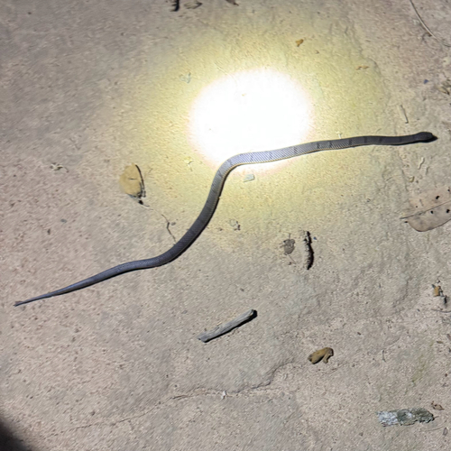 Leach's Wolf Snake