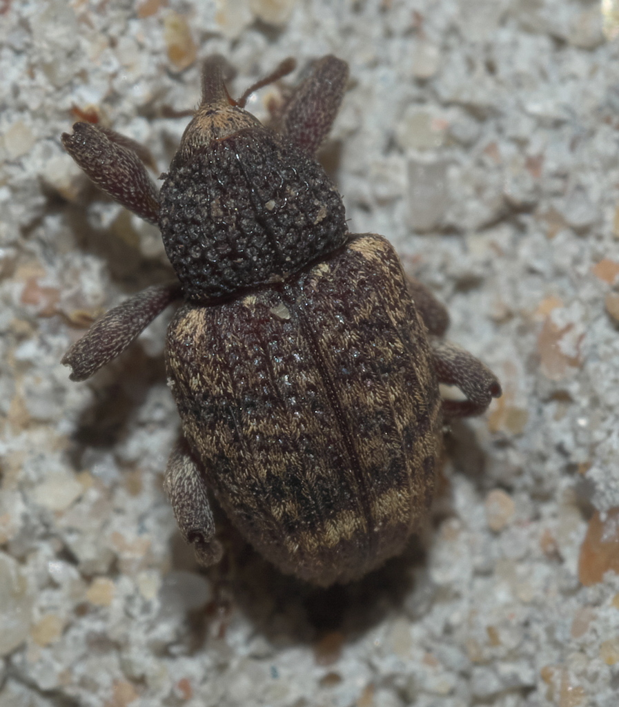 White-shouldered Curculio