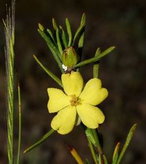 Hibbertia cistiflora