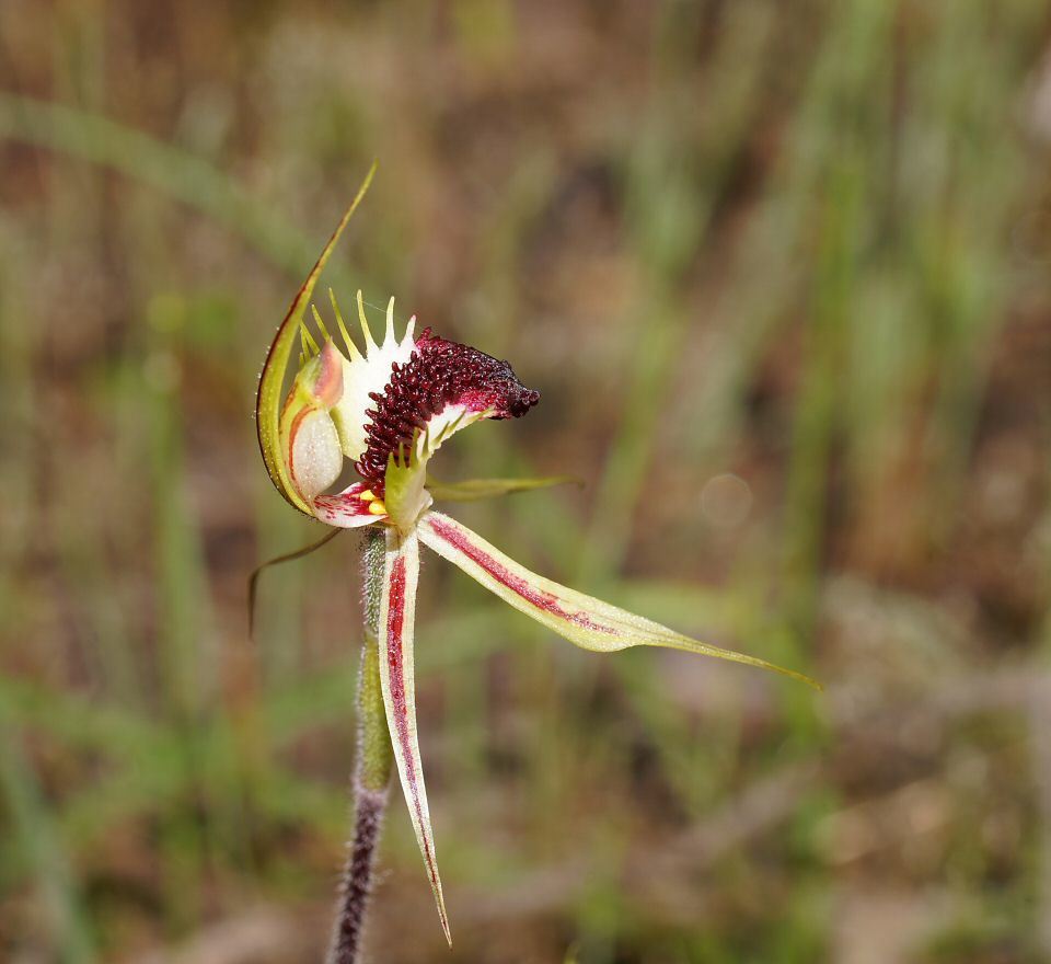 Upright spider orchid