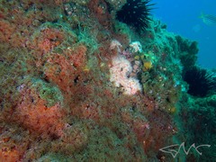 Corynactis australis