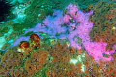 Corynactis australis