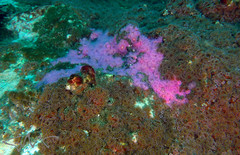 Corynactis australis