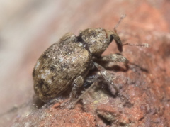 Conotrachelus recessus