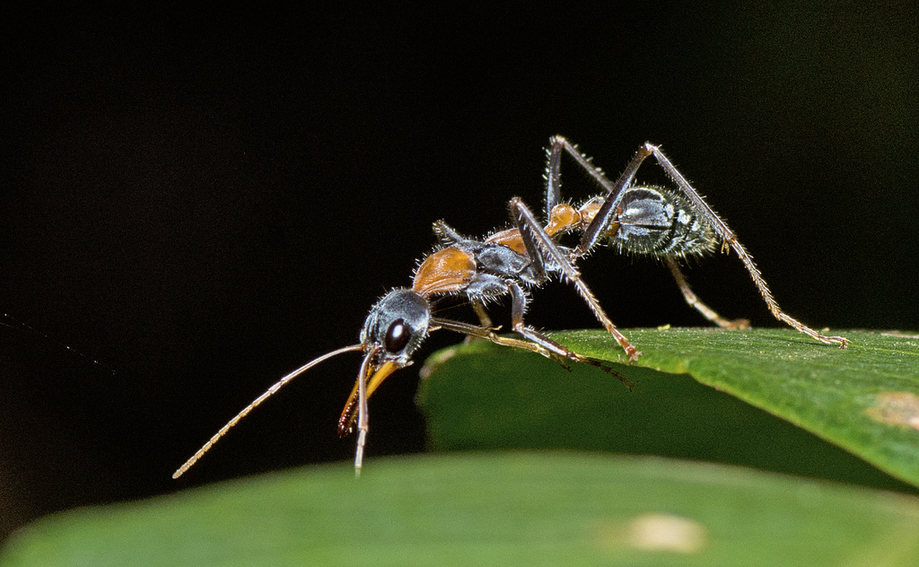 Jumping Jack Ant