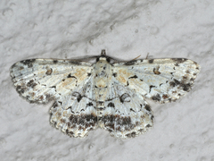 Sandava scitisignata