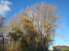 Populus × canadensis