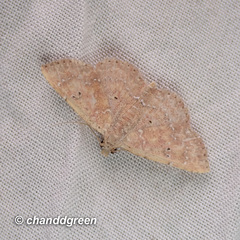 Cerynea punctilinealis