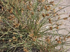 Cladoraphis cyperoides