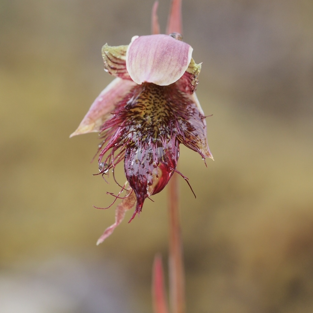 Calochilus paludosus