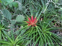 Bromelia humilis
