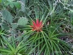 Bromelia humilis