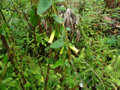 Marianthus bignoniaceus