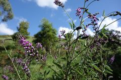 Cullen australasicum