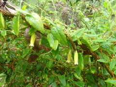 Marianthus bignoniaceus