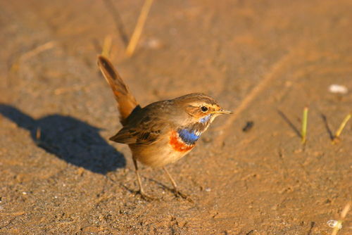 White-spotted Bluethroat