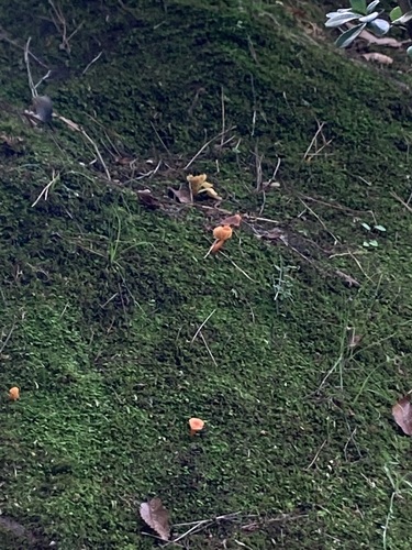 Cantharellus corallinus