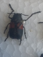 Megalostomis pyropyga