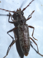 Elaphidion mucronatum