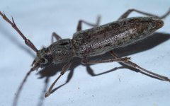 Elaphidion mucronatum