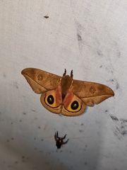 Automeris zugana