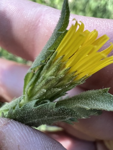 Whitney's goldenbush (Hazardia whitneyi)