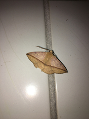 Ugia purpurea