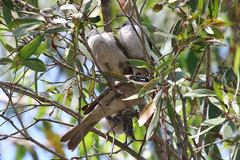Plectorhyncha lanceolata