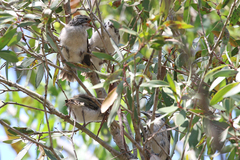Plectorhyncha lanceolata