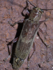 Saperda discoidea