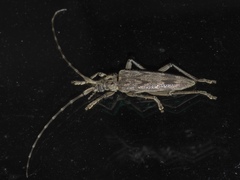 Elytrimitatrix undata