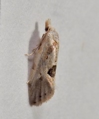 Aethes angustana