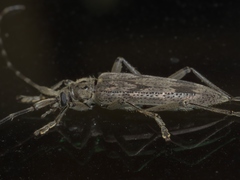Elytrimitatrix undata