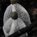 Stinkhorns - Photo (c) karthikeyan-r, some rights reserved (CC BY-NC), uploaded by karthikeyan-r