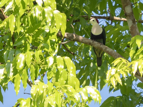 Red-naped Fruit Dove (Ptilinopus dohertyi), photo 5