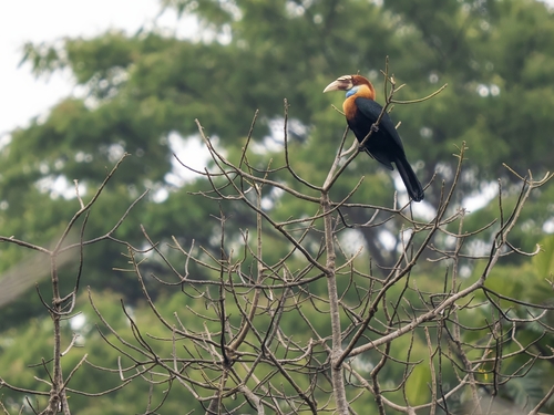 Sumba Hornbill (Rhyticeros everetti)