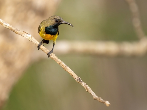 Apricot-breasted Sunbird (Cinnyris buettikoferi)