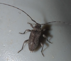 Sternidius punctatus