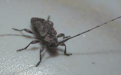 Sternidius punctatus